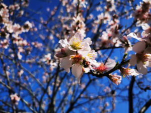 Цветница е! Виж кои имена празнуват..