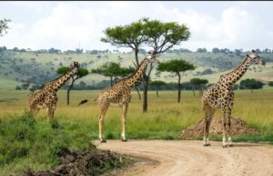 „Абакс“ възобновява чартърните полети до Кения