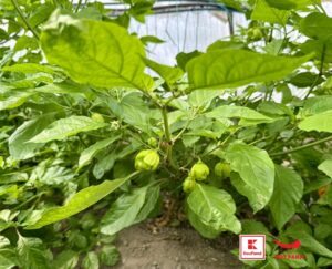 Нов сорт български люти чушки вече в магазините на Kaufland