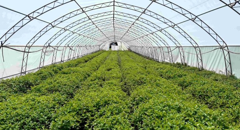 Над 96% от пресните подправки в Kaufland са българско производство
